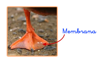 membrana