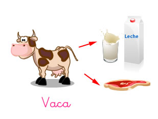 vaca