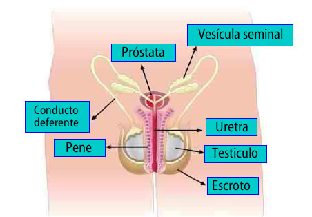 aparato reproductor masculino