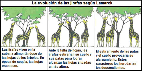 biodiversidad_origen_7.jpg (479×241)