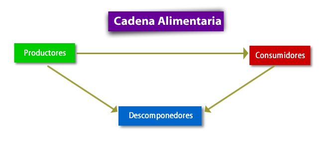 Cadena trófica o alimentaria