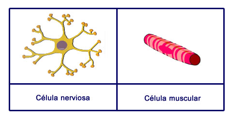 Tipos de células