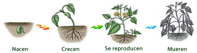 ciclo de vida de las plantas