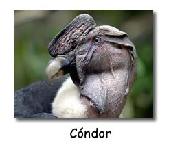 condor