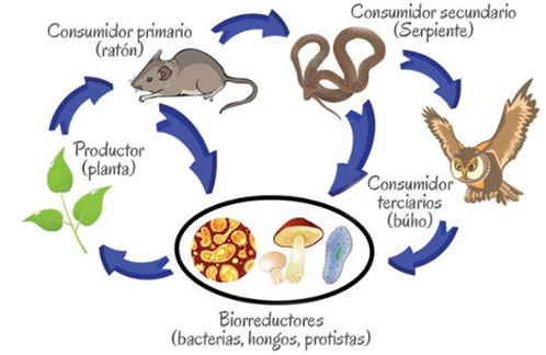 ecosistema_4.jpg (498×324)