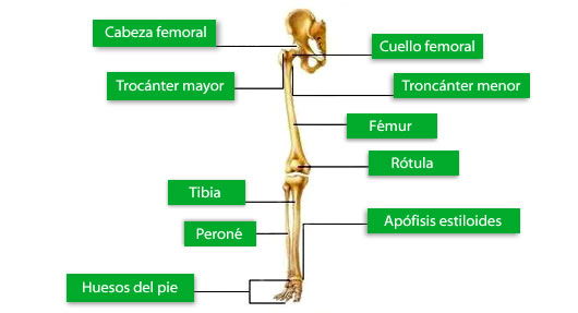 Huesos extremidades inferiores