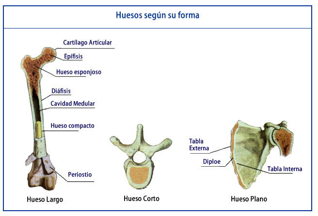 huesos según la forma