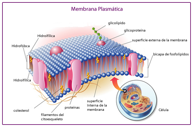membrana_plasmatica_1.jpg (630×415)