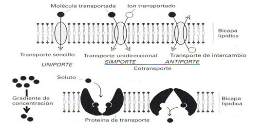 membrana_plasmatica_2.jpg (540×274)