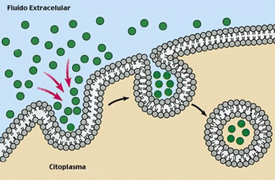 membrana_plasmatica_3.jpg (393×258)