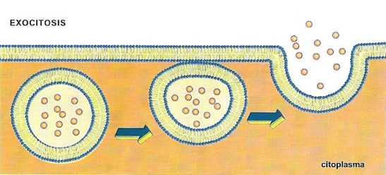 membrana_plasmatica_6.jpg (547×248)