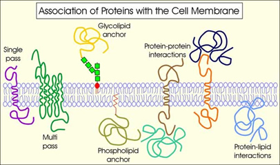 membrana_plasmatica_proteinas.jpg (406×239)