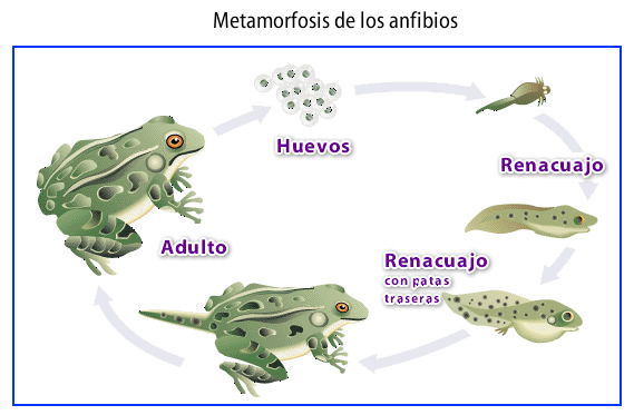 metamorfósis