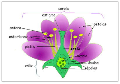 Partes de una flor