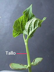 tallo