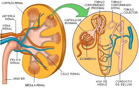 riñon_nefron