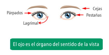 Ojos