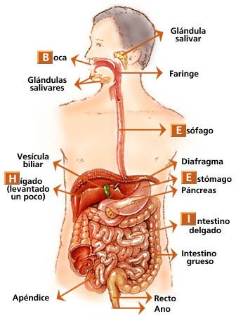 sistema digestivo