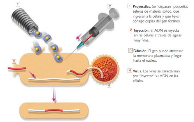 Biotecnologia_2.jpg (642×406)