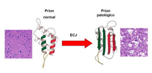 Biotecnologia_4.jpg (501×240)