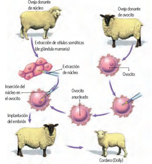 Biotecnologia_6.jpg (509×549)