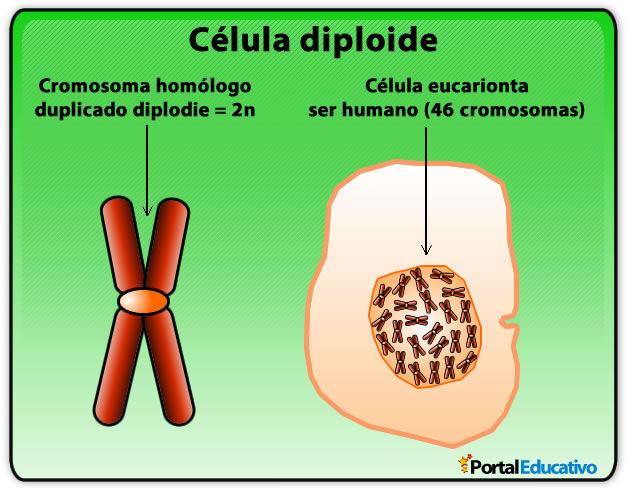 Que Es Cromosoma Diploide