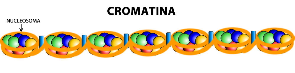 CROMATINA.jpg (1000×250)