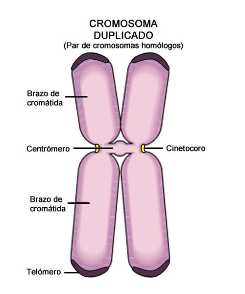 CROMOSOMA_edit.jpg (500×600)