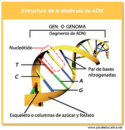 ESTRUCTURA_ADN2.jpg (500×500)