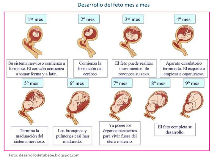 Fecundacion Y Gestacion Humana Dinami 