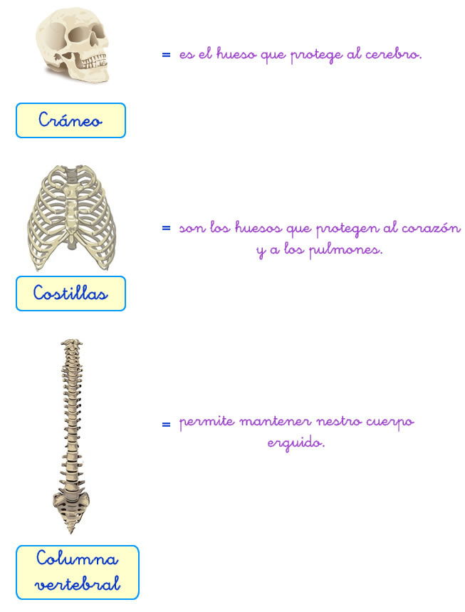 Huesos_funciones