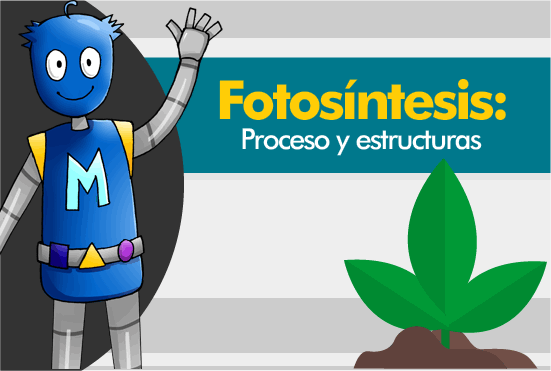 Fotosíntesis: Proceso y estructuras que participan