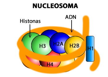 NUCLEOSOMA.jpg (350×250)