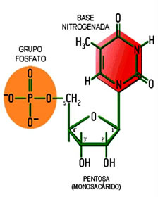 acidos_nucleicos_1.jpg (224×280)