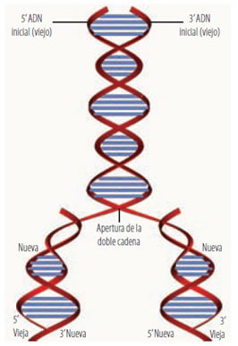 acidos_nucleicos_11.jpg (266×387)