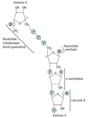 acidos_nucleicos_14.jpg (318×396)