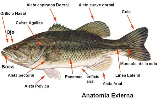 Características de los peces