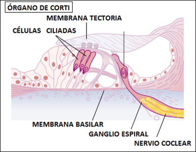 audicion_2.jpg (399×310)