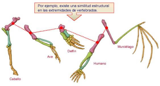 biodiversidad_origen_2.jpg (563×304)