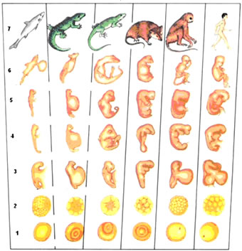 Origen de la biodiversidad y evolución