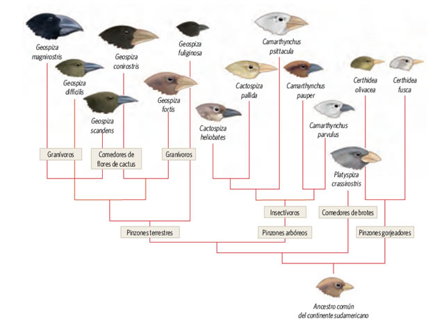 biodiversidad_origen_5.jpg (642×459)