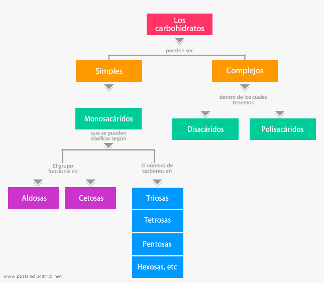 Mapa Conceptual Clasificacion De Los Carbohidratos Top Mapas Sexiz Pix 8645