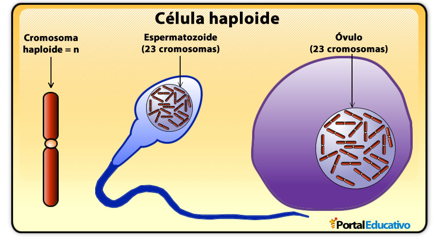 haploides y diploides