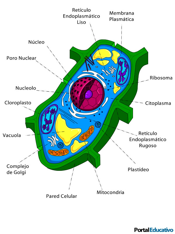 Estructura de las células eucariontes