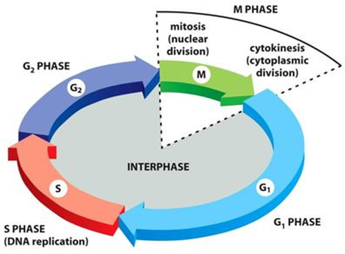 ciclo_celular_1.jpg (488×360)