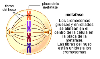 ciclo_celular_3.jpg (349×209)