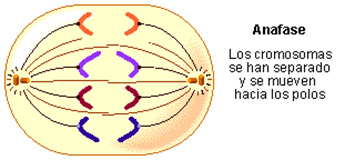 ciclo_celular_4.jpg (355×160)