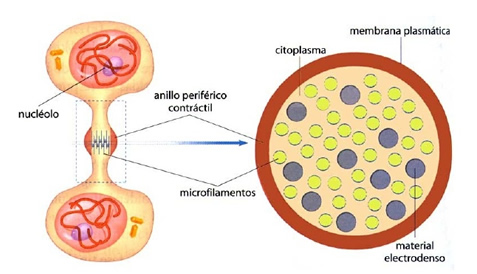 ciclo_celular_6.jpg (477×274)