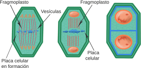 ciclo_celular_7.jpg (473×229)