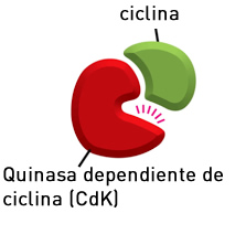 ciclo_celular_9.jpg (223×212)